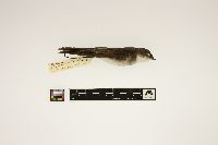 Tachycineta bicolor image