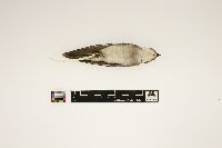 Tachycineta bicolor image