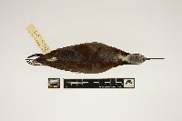 Media resource of Phalaropus tricolor