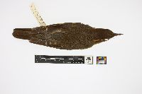 Media resource of Ixoreus naevius