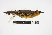 Ixoreus naevius image