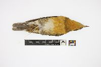 Ixoreus naevius image