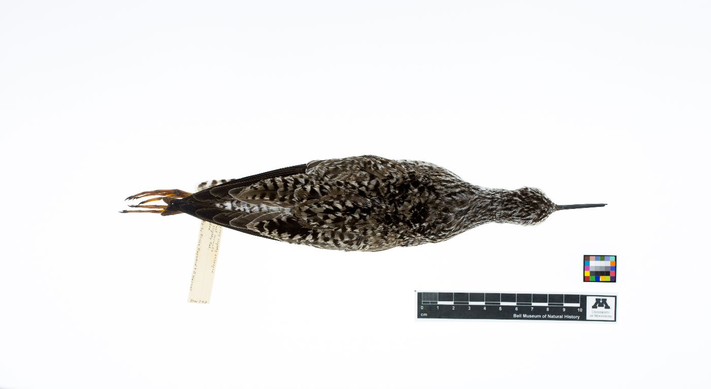 Tringa flavipes image