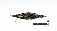 Image of Tringa flavipes