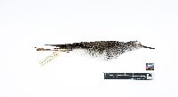 Tringa flavipes image