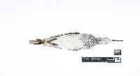 Tringa flavipes image