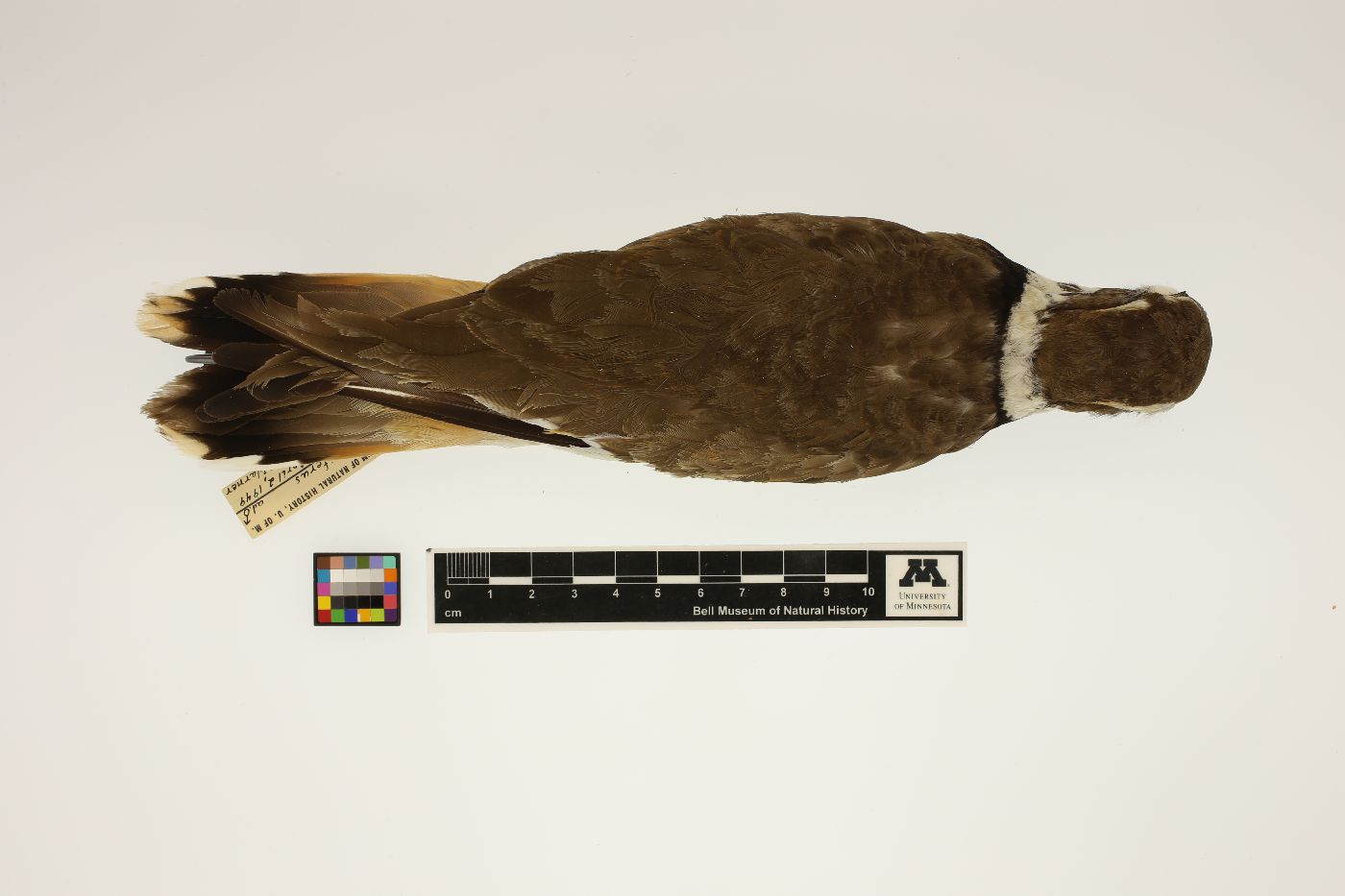 Charadrius vociferus vociferus image