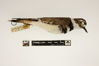 Charadrius vociferus vociferus image