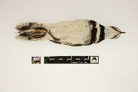 Charadrius vociferus vociferus image