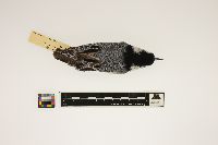 Media resource of Sitta carolinensis