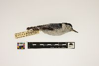 Sitta carolinensis image