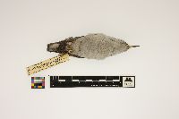 Sitta carolinensis image