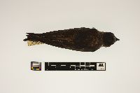 Media resource of Progne subis