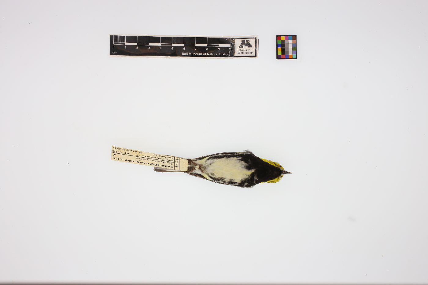 Dendroica image