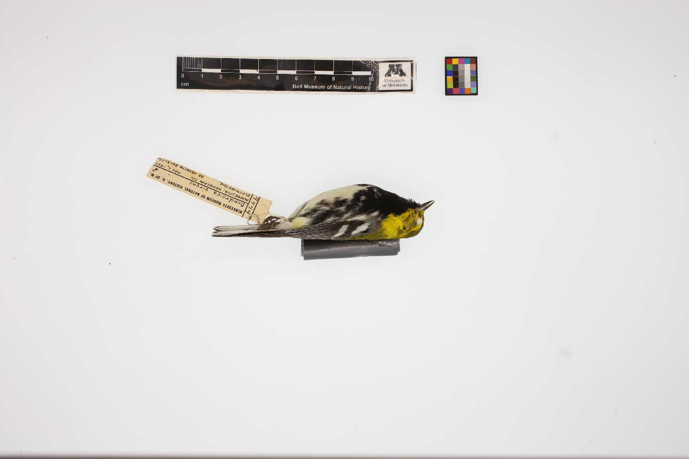 Dendroica virens image