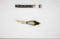 Dendroica virens image