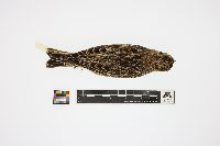Image of Calcarius lapponicus