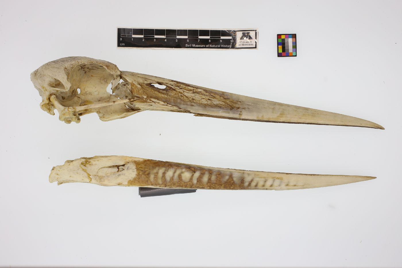Ciconiidae image