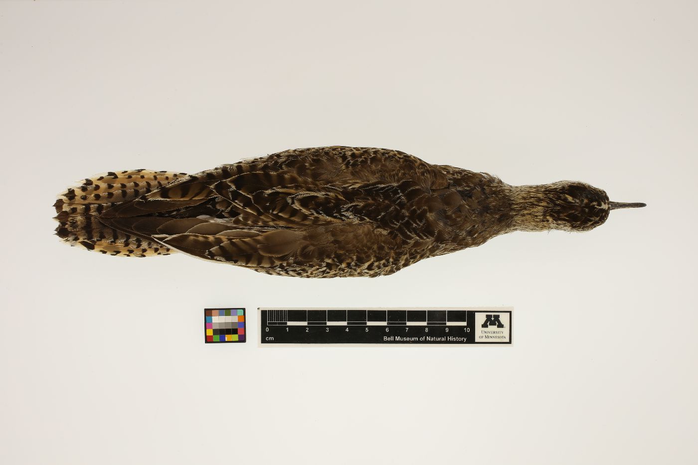 Bartramia longicauda image