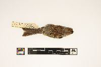 Spizella pusilla image