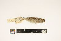 Spizella pusilla image