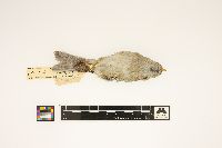 Spizella pusilla image