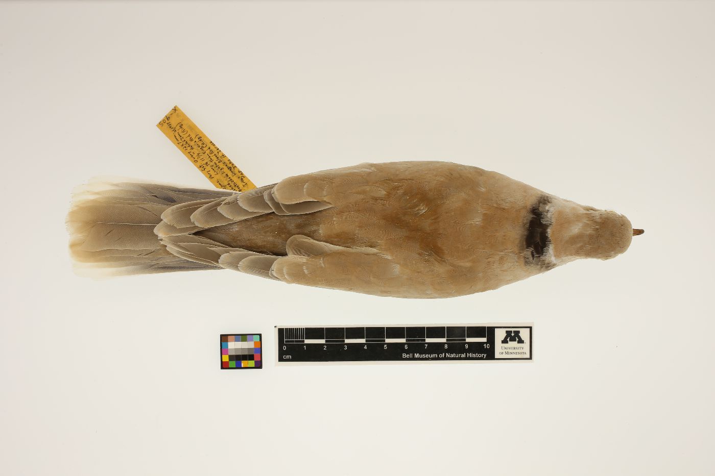 Streptopelia decaocto image