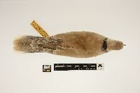 Image of Streptopelia decaocto