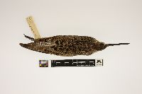 Limnodromus griseus image