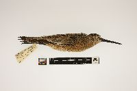 Limnodromus griseus image