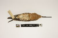 Limnodromus griseus image