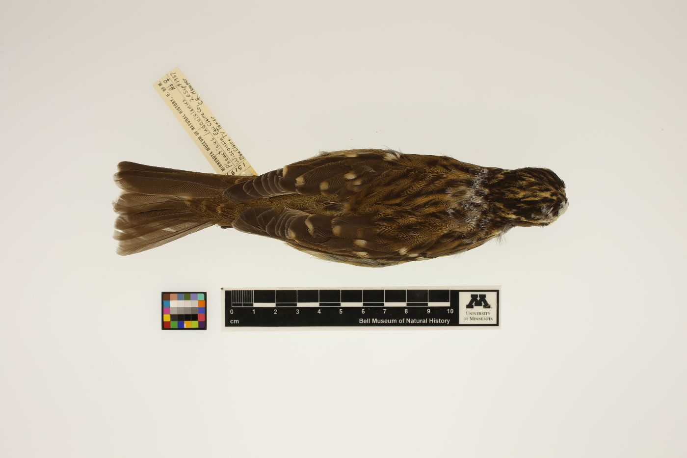 Pheucticus ludovicianus image