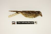 Pheucticus ludovicianus image