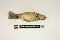 Pheucticus ludovicianus image