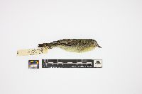 Vireo philadelphicus image