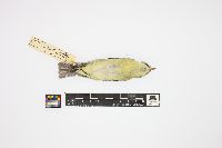 Vireo philadelphicus image