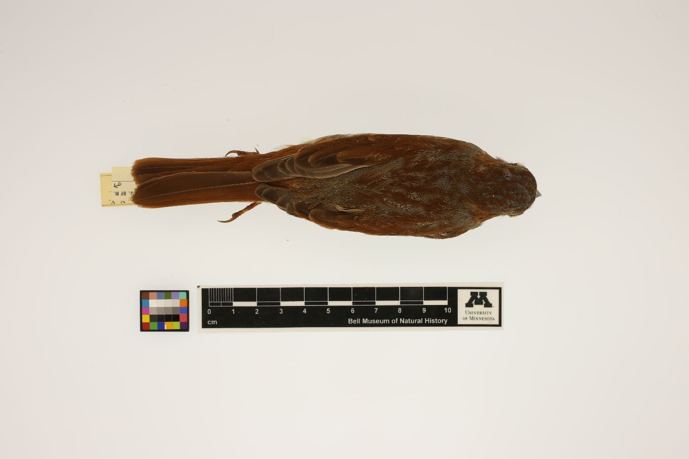 Passerella iliaca image