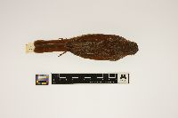 Image of Passerella iliaca