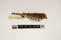 Passerella iliaca image