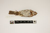 Passerella iliaca image