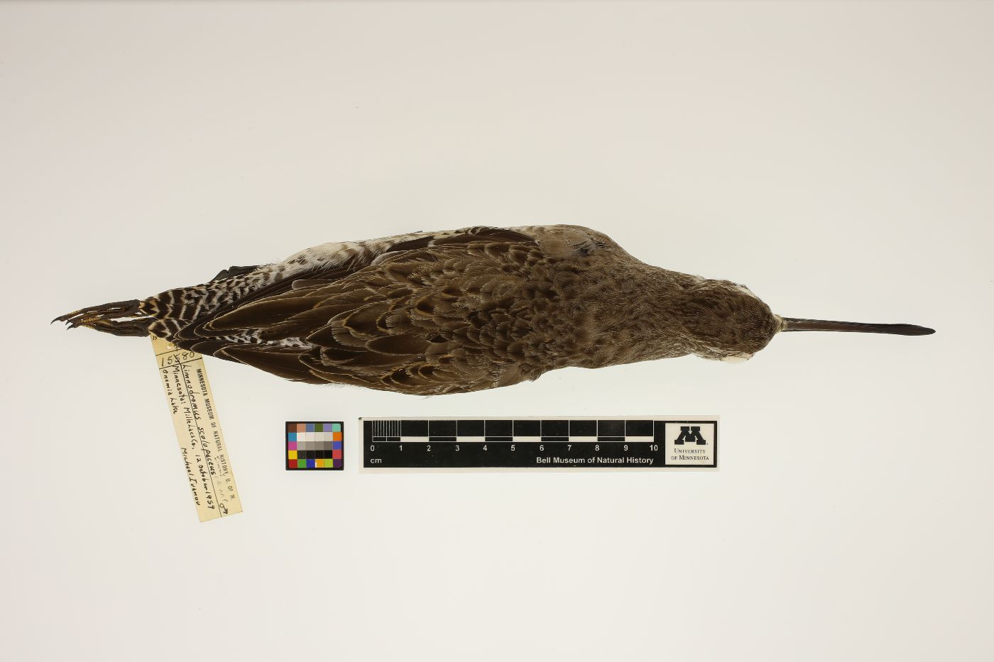 Limnodromus scolopaceus image