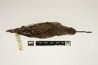 Image of Limnodromus scolopaceus