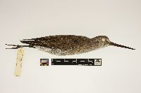 Limnodromus scolopaceus image