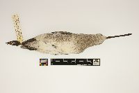 Limnodromus scolopaceus image