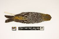 Image of Pinicola enucleator
