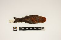 thumbnail image of current specimen