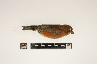 thumbnail image of current specimen