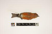thumbnail image of current specimen