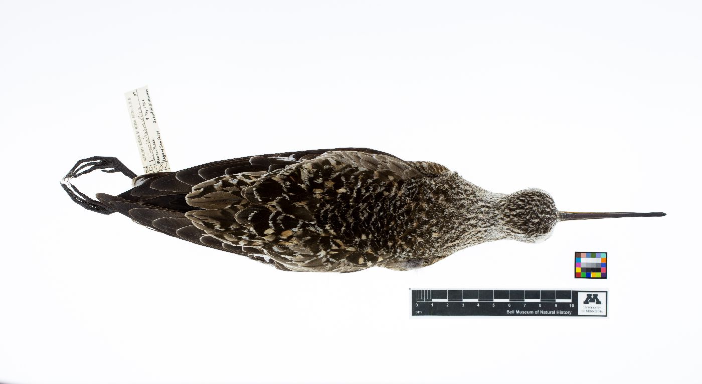 Limosa haemastica image