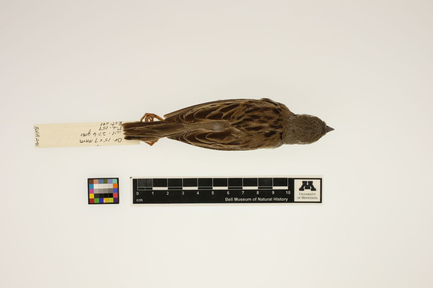 Spiza americana image